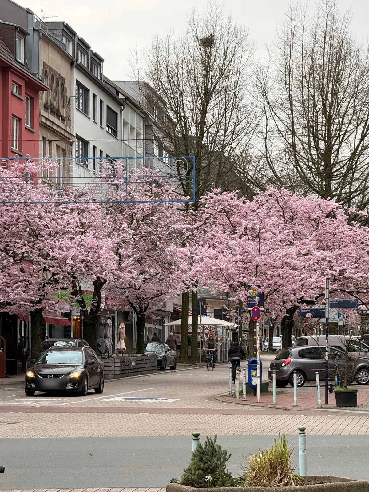 Kirschblüte auf der Rüttenscheider Straße